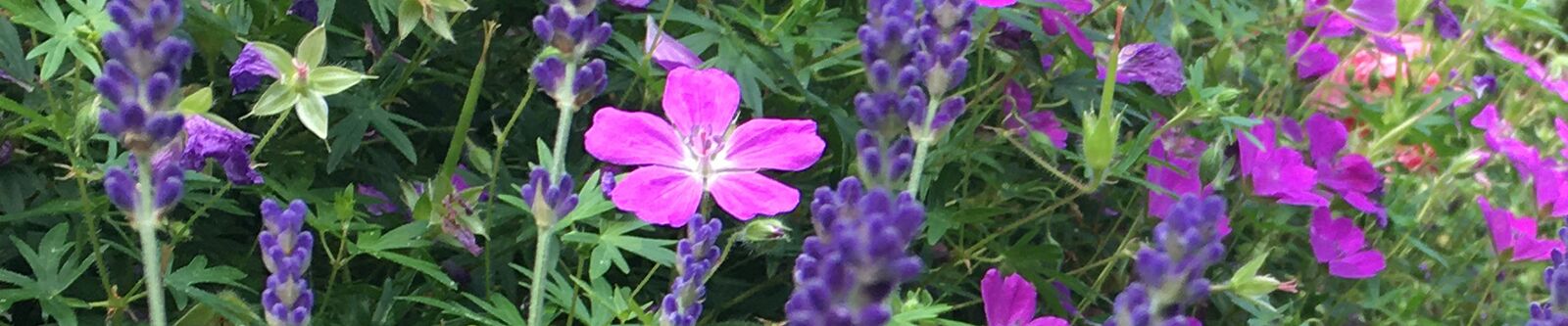Blüten Storchschnabel, Lavendel 