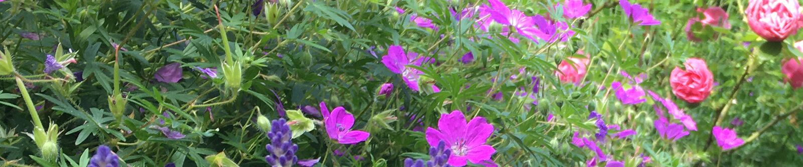 Ausschnitt Lavendel, Storchschnabel, Rosen
