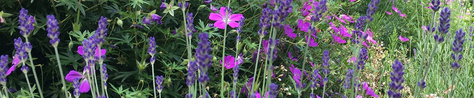 Ausschnitt Blumenbeet mit Lavendel und Storchschnabel 