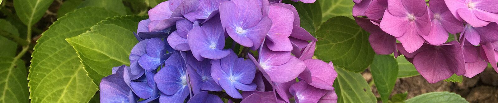 Zwei Hortensienblüten